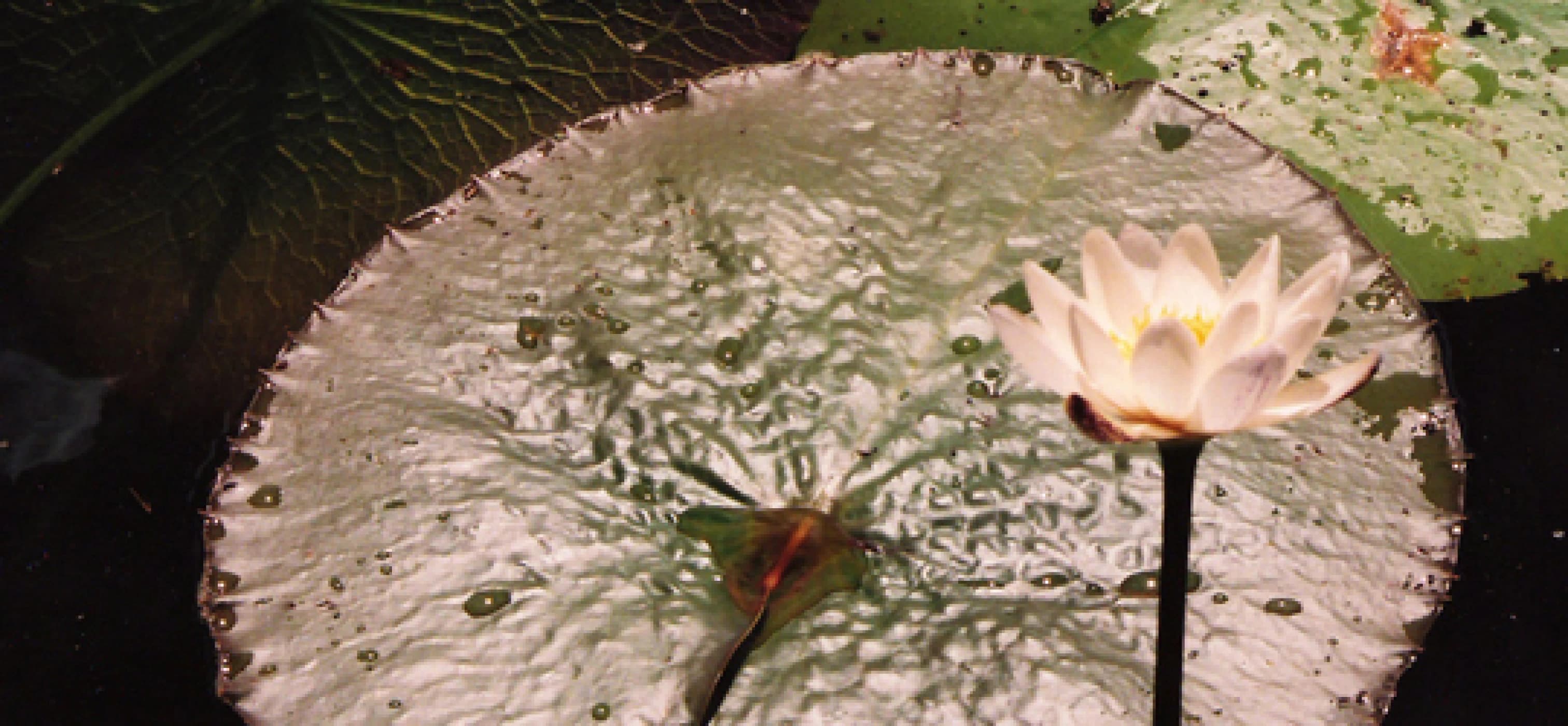 Dragonfly on a lilly pad
